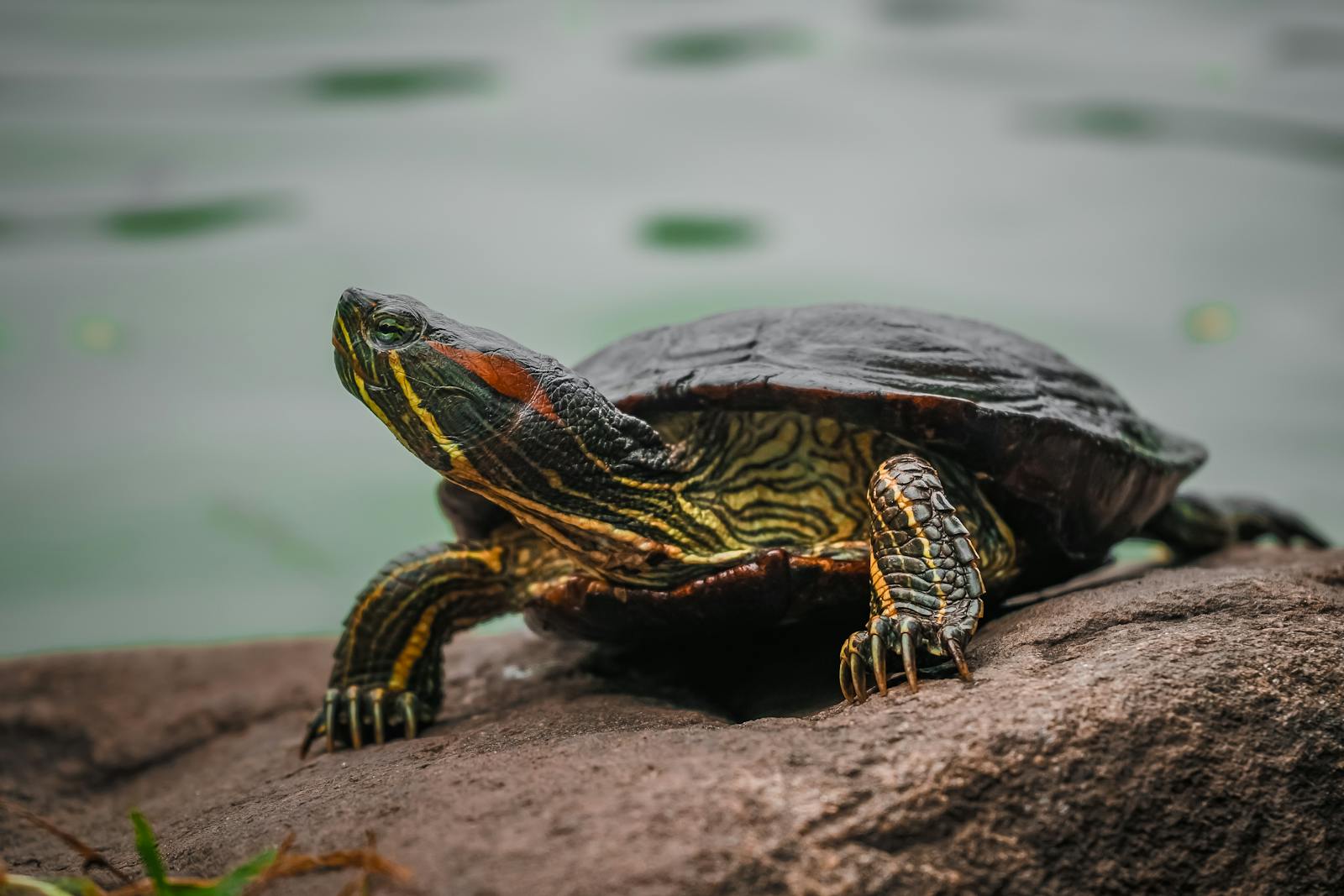 Why Some Turtles Need Land and Water in Their Tanks