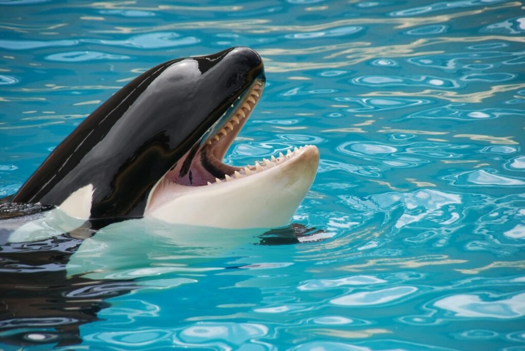 A majestic orca whale showing its teeth while swimming in clear blue water, showcasing its natural beauty.