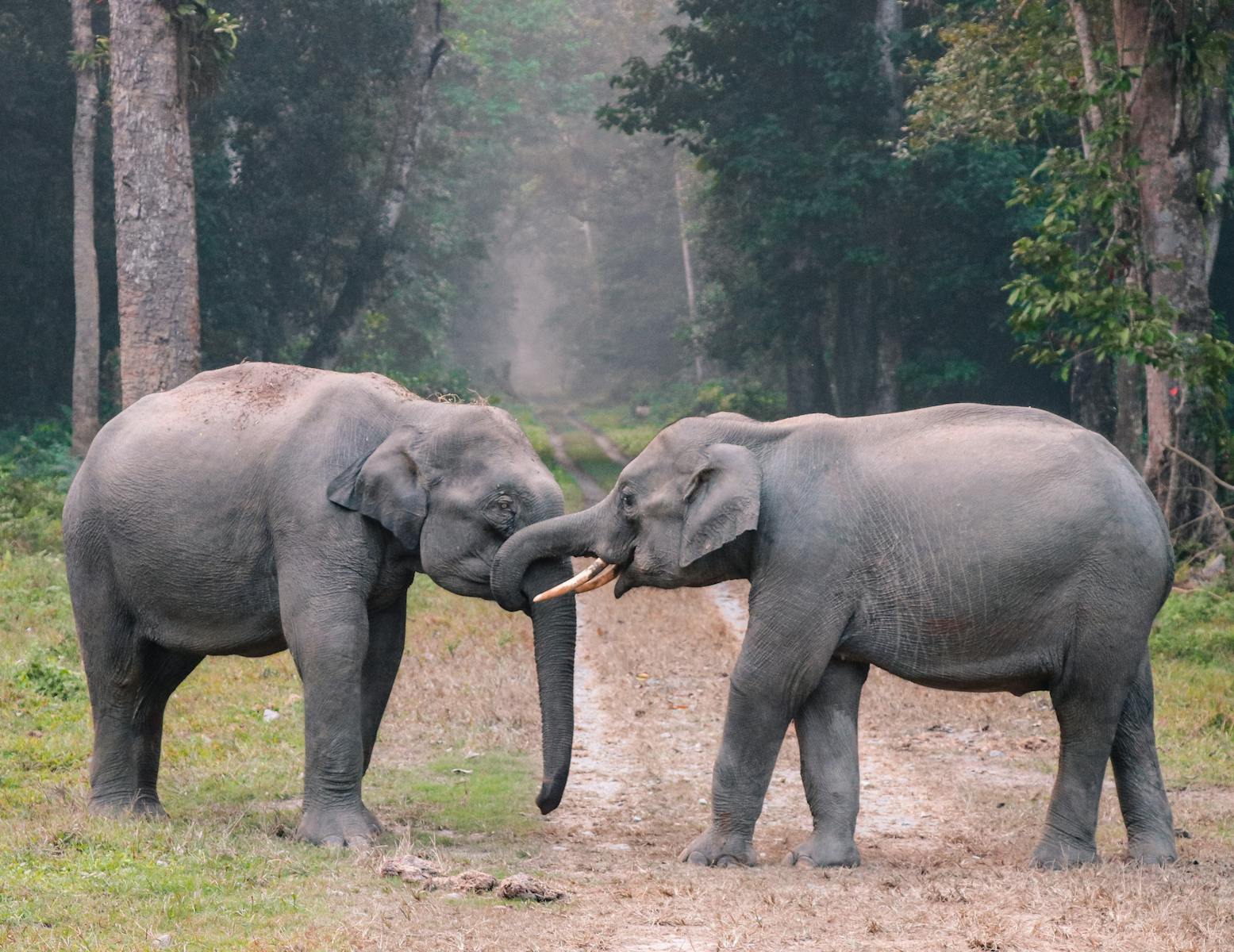 10 Wild Animals That Help Humans Without Us Realizing It