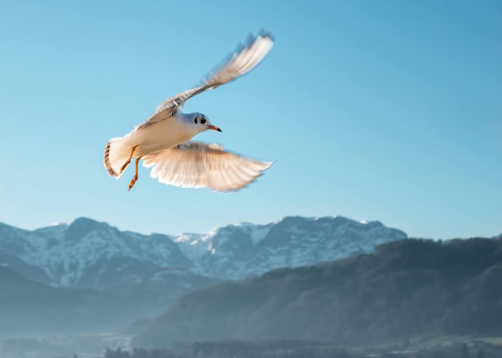 Majestic seagull soaring above mountainous landscape under clear blue sky, capturing the essence of freedom.