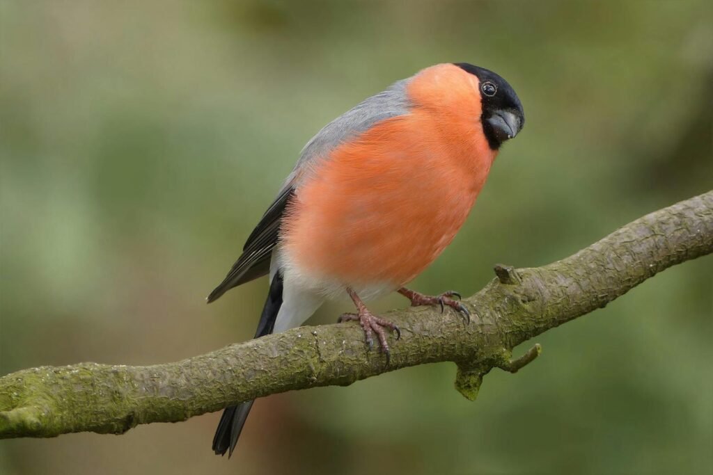 Close-up of a vibrant Eurasian bullfinch perched on a branch against a soft green background.