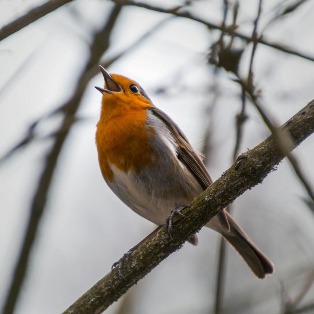 Close-up of a robin singing on a branch, showcasing vibrant plumage during spring.