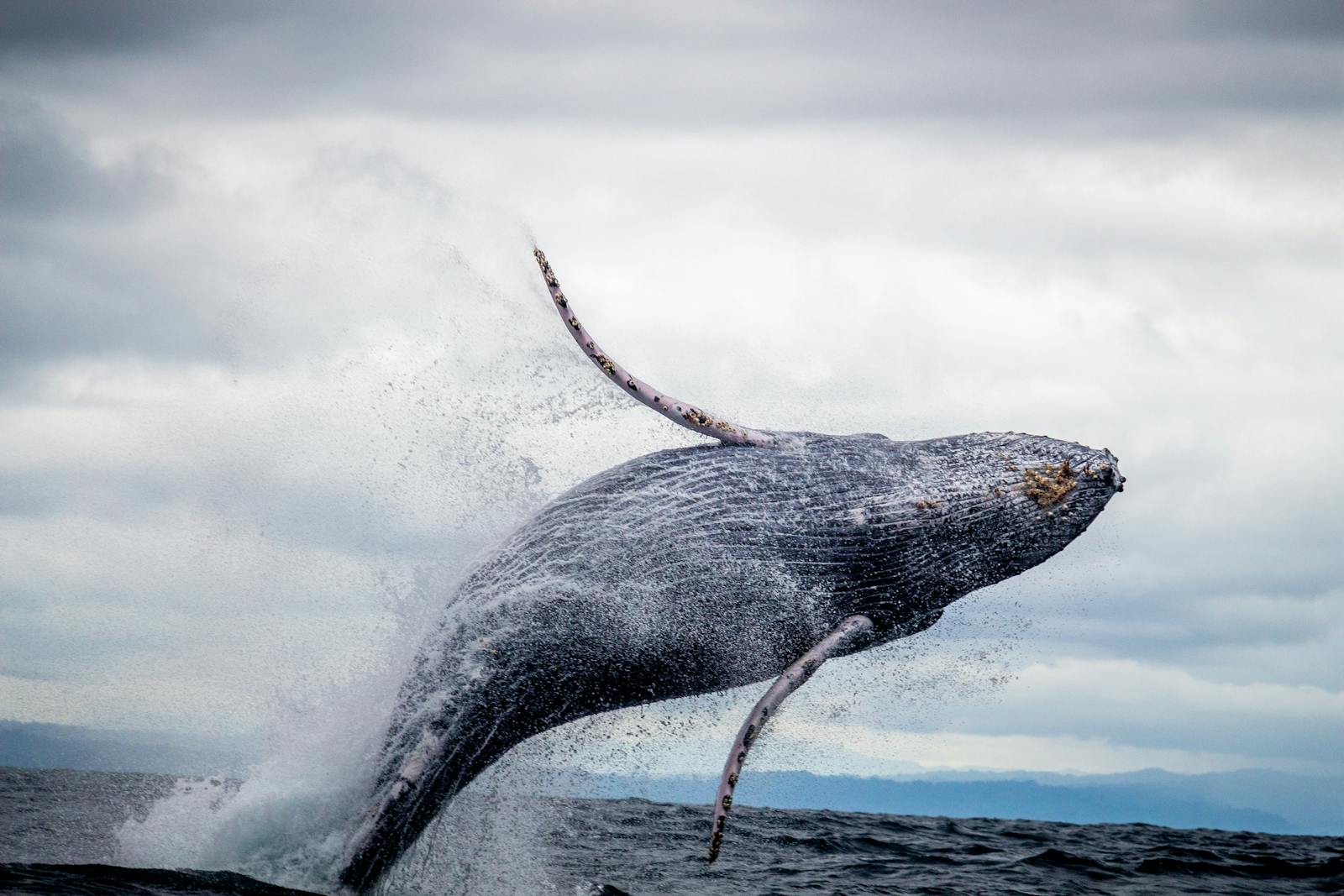 The Whale That Swims Alone – And Sings at the Wrong Frequency