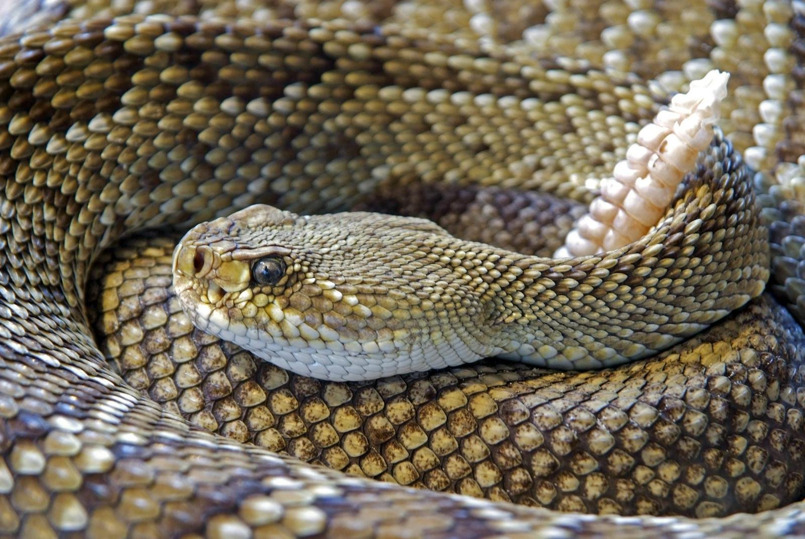 Spitting Cobras and the Science Behind Their 2-Meter Venom Spray
