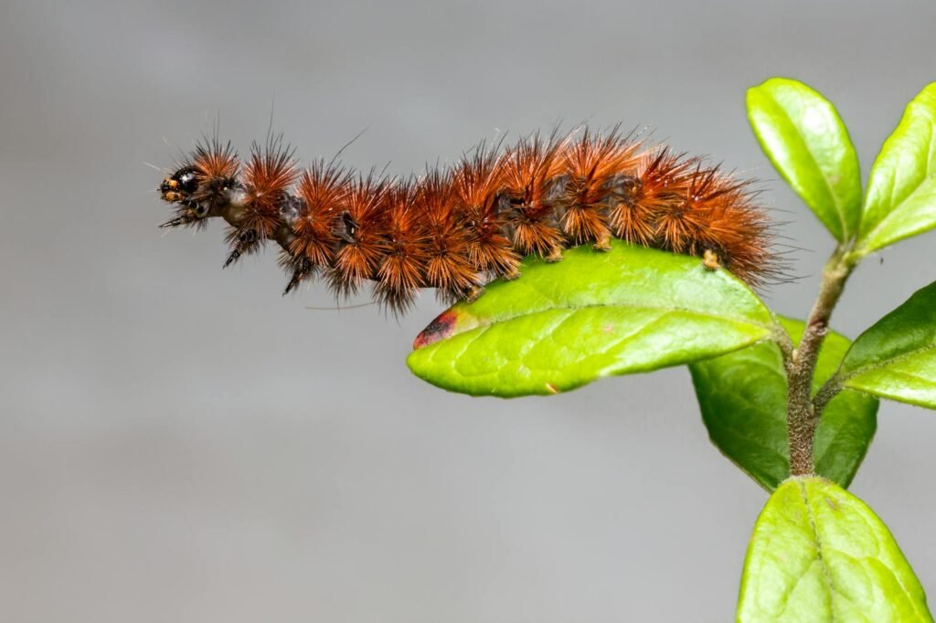 Macro shot of a ruby tiger moth caterpillar on a green leaf showcasing detailed hairs and vibrant colors.