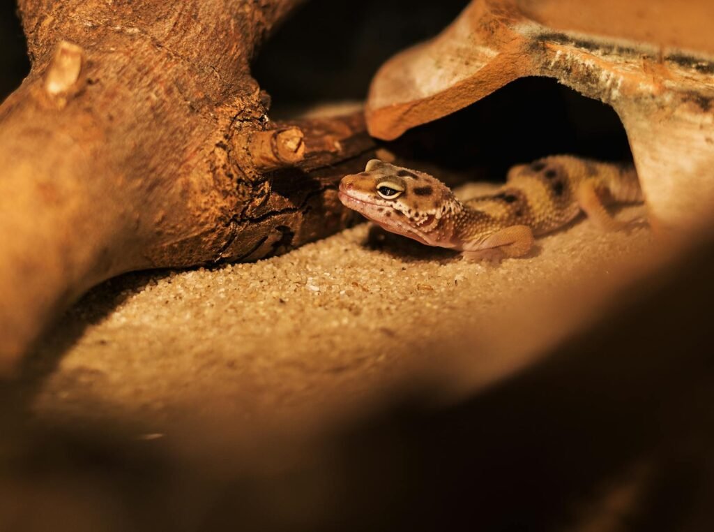 Close-up shot of a leopard gecko on sand under wooden shelter in warm lighting.