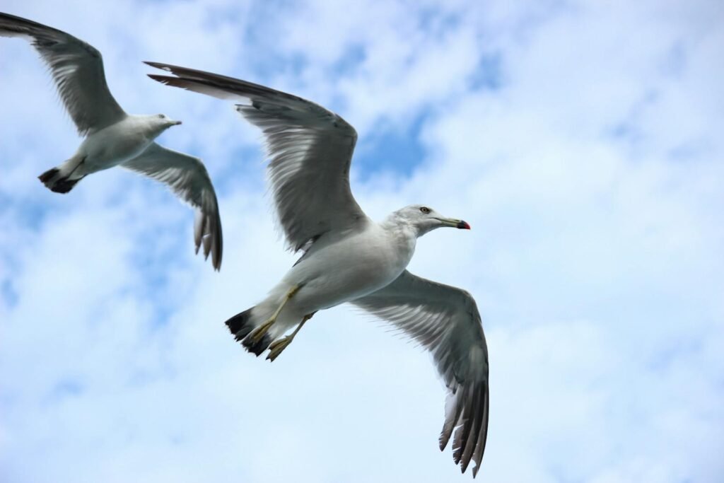 Two seagulls soar gracefully against a clear blue sky, showcasing nature's beauty.