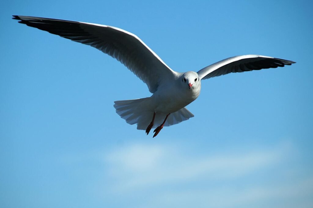 A beautiful seagull soaring gracefully through a clear blue sky, captured in mid-flight.
