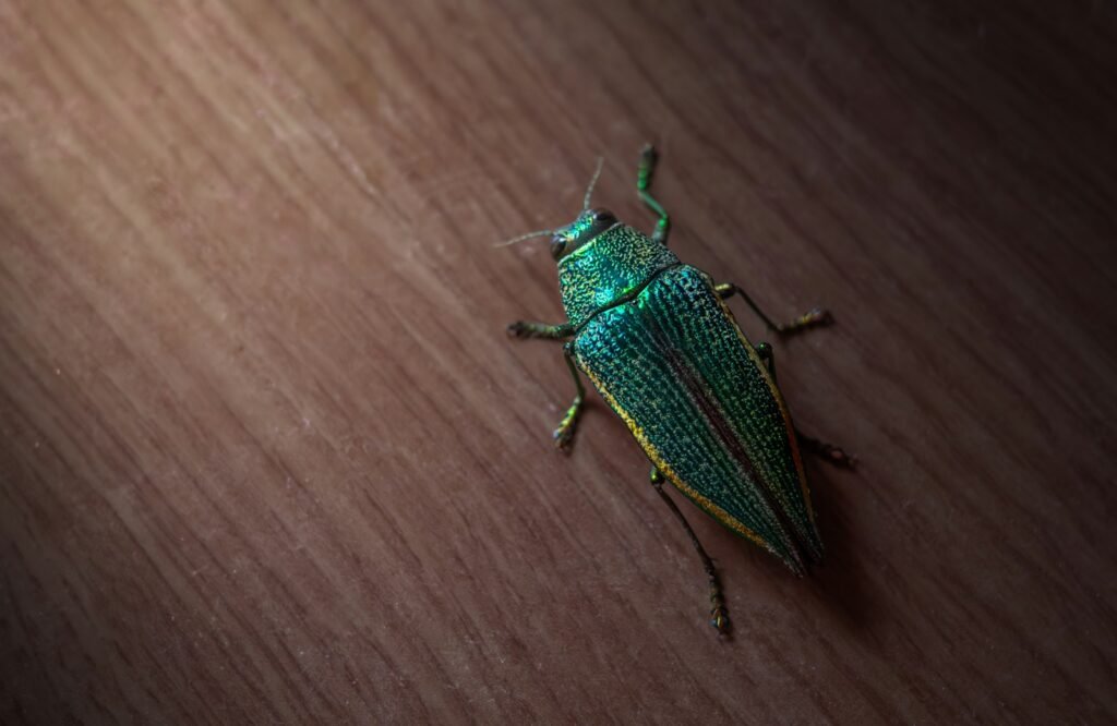 A green bug sitting on top of a wooden table