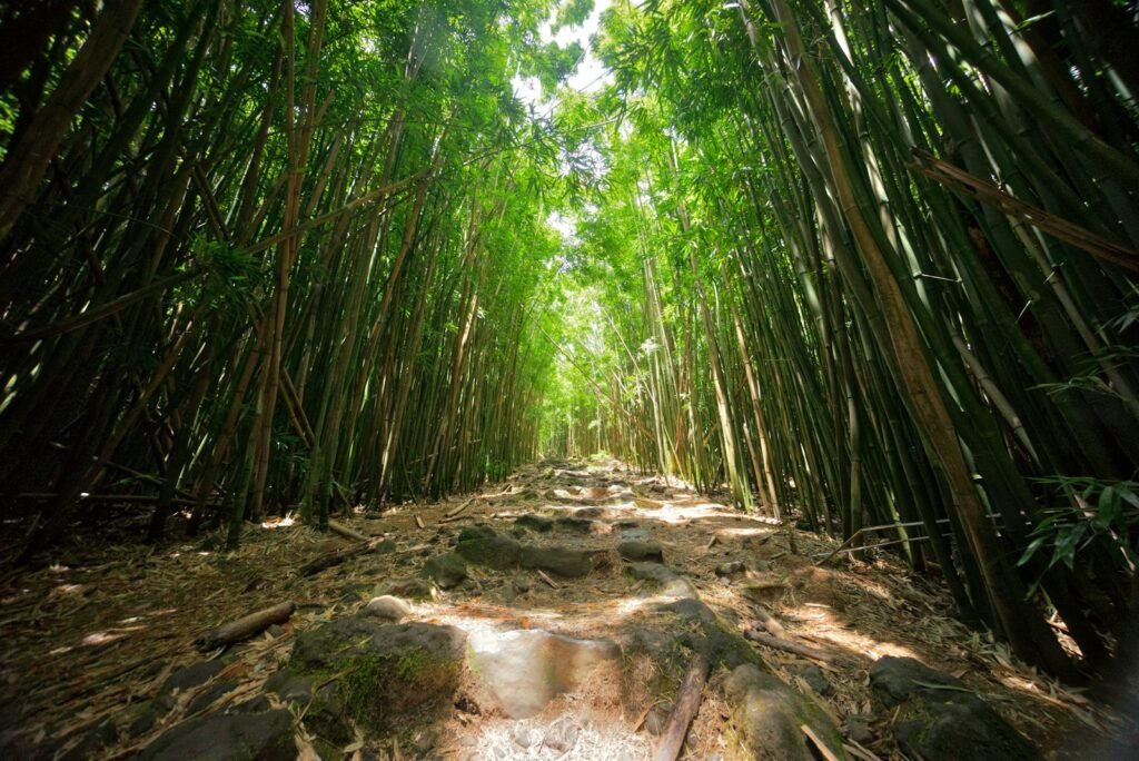 brown and green trees during daytime