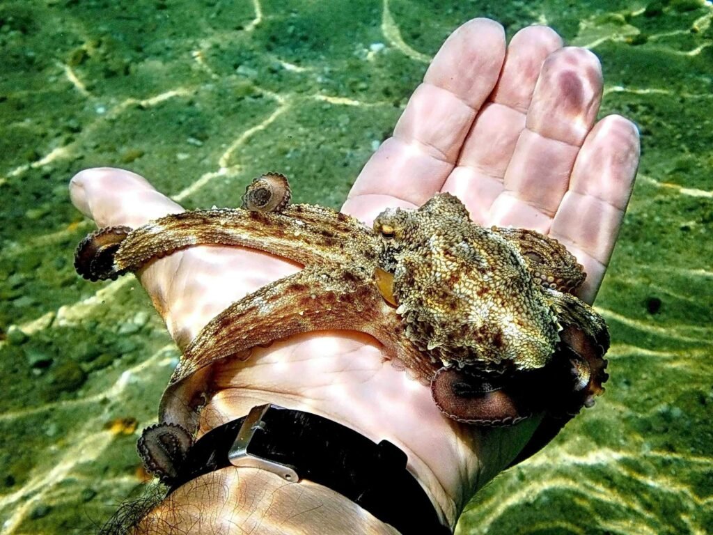 person holding a small octopus