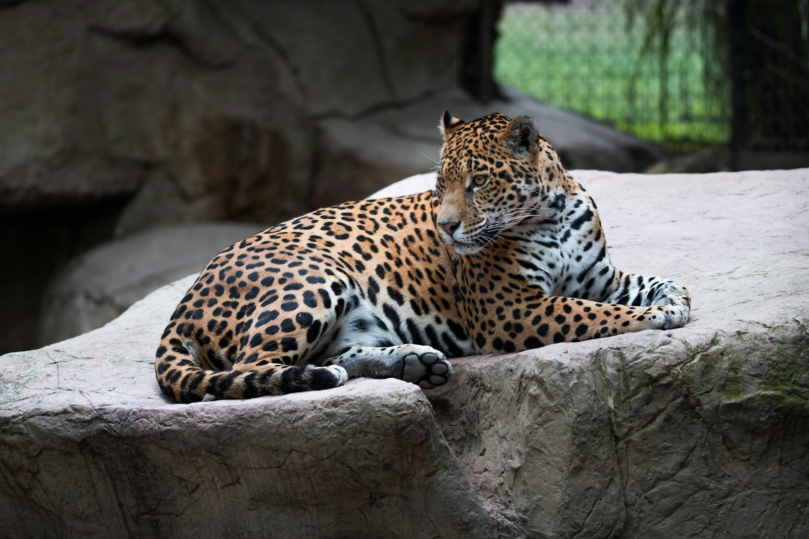 The Science Behind the Return of Jaguars to Arizona’s Wilderness