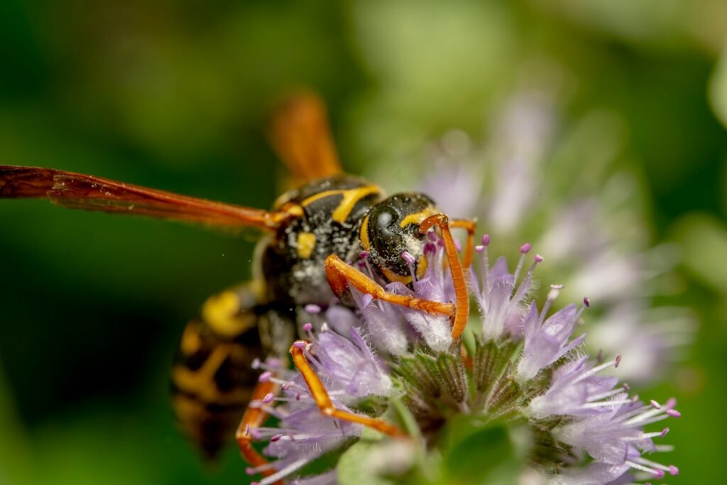 a bee on a flower