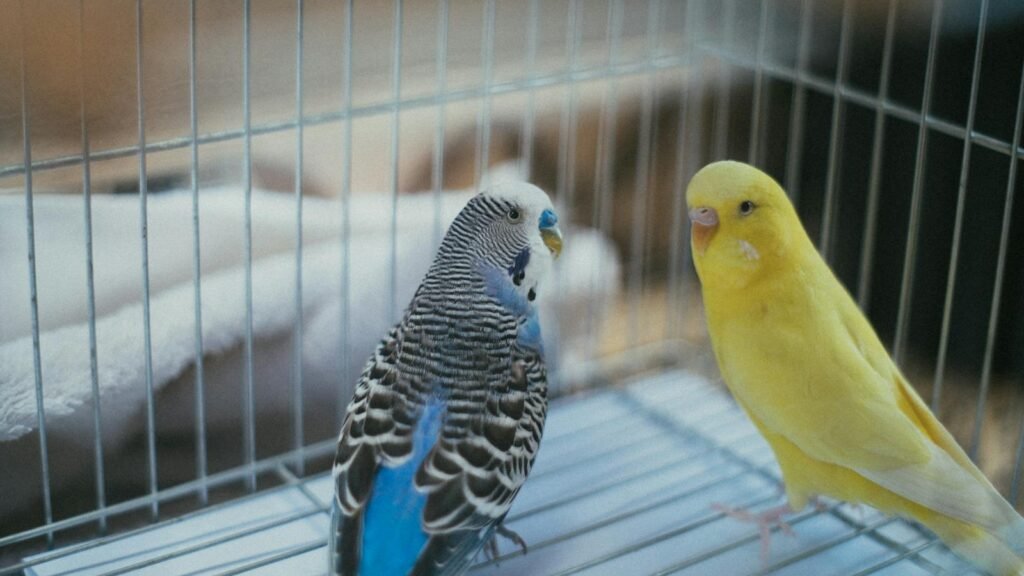 Close-up of vibrant parakeets, a yellow and a blue one, perched inside a cage indoors.