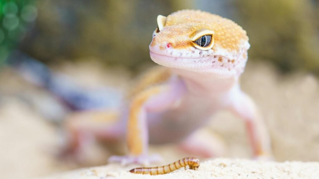 Bright and detailed close-up of a leopard gecko eyeing a mealworm outdoors.