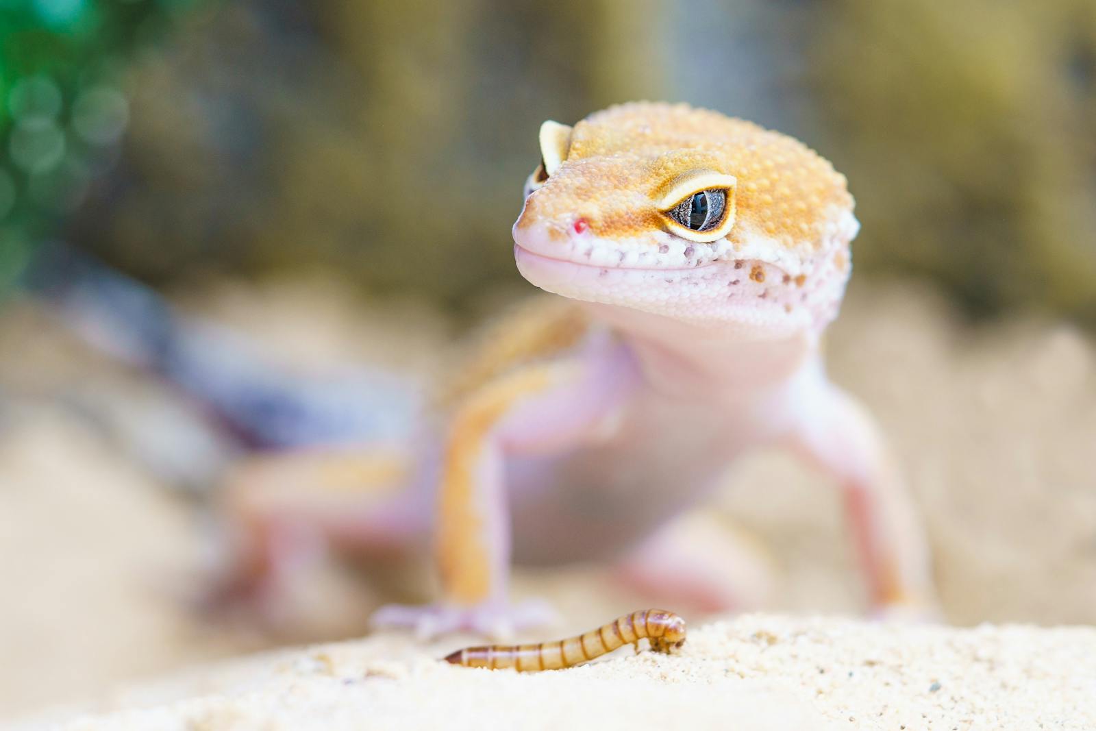 The Gecko With Velcro-Like Toes That Defy Gravity