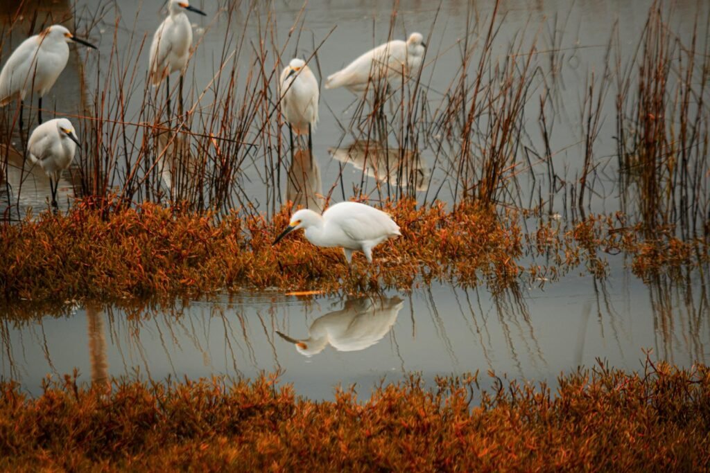 A serene shot of little egrets in an autumn wetland with reflections, showcasing nature's harmony.