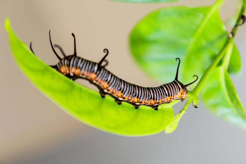 Close-up of a vibrant caterpillar resting on a fresh green leaf, showcasing nature's beauty.