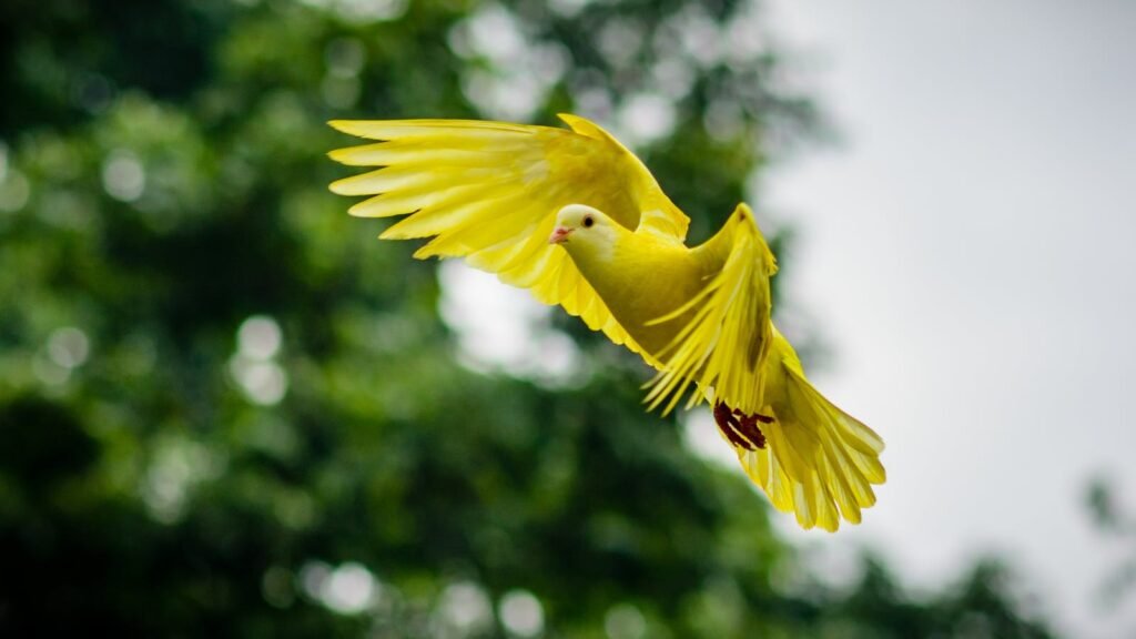 A vivid yellow dove soaring with wings spread wide, captured mid-flight against a lush green background.