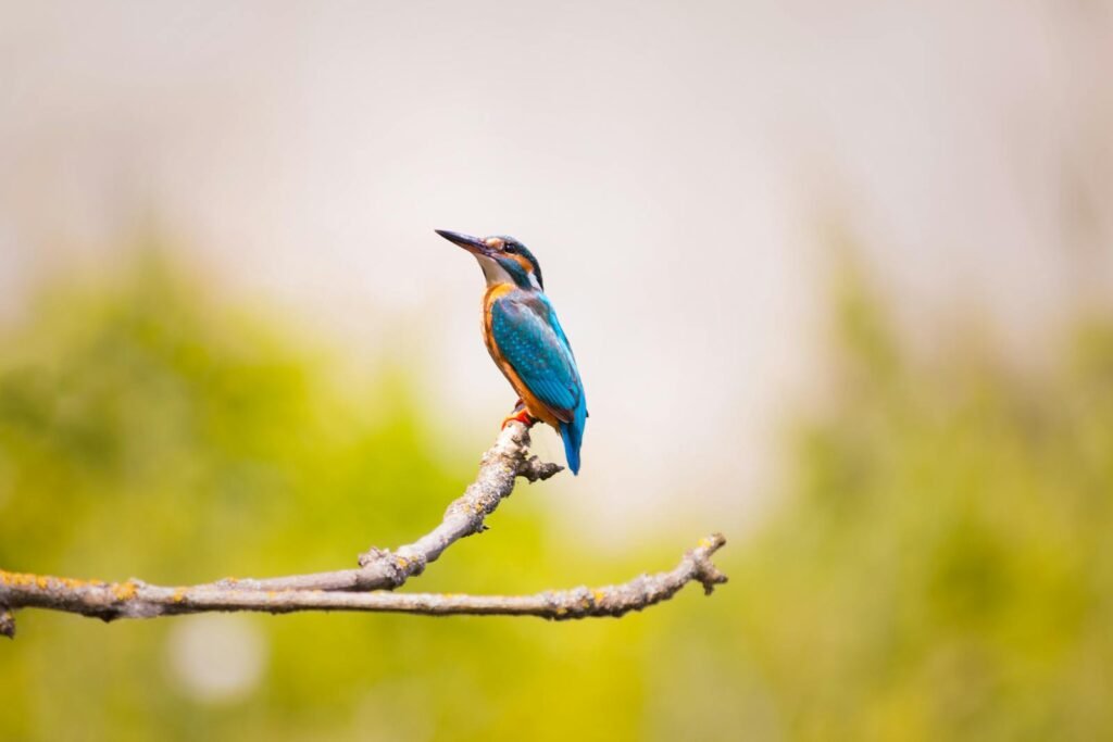 A vibrant kingfisher bird perched on a branch with a blurred natural background.