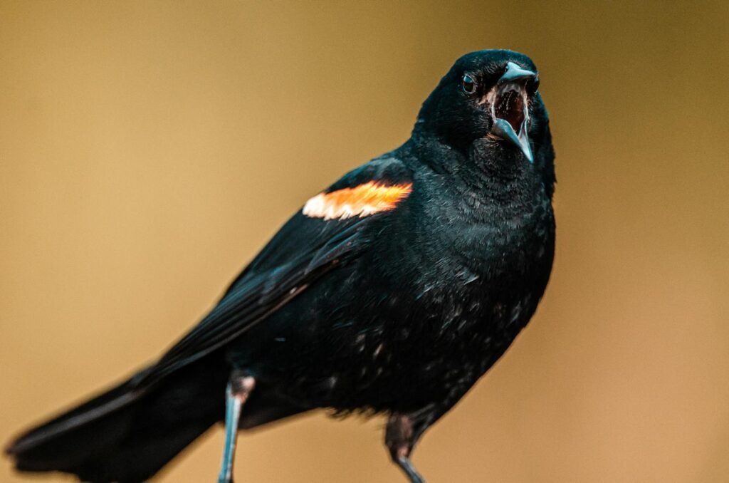 Stunning close-up of a red-winged blackbird chirping with vibrant plumage displayed.
