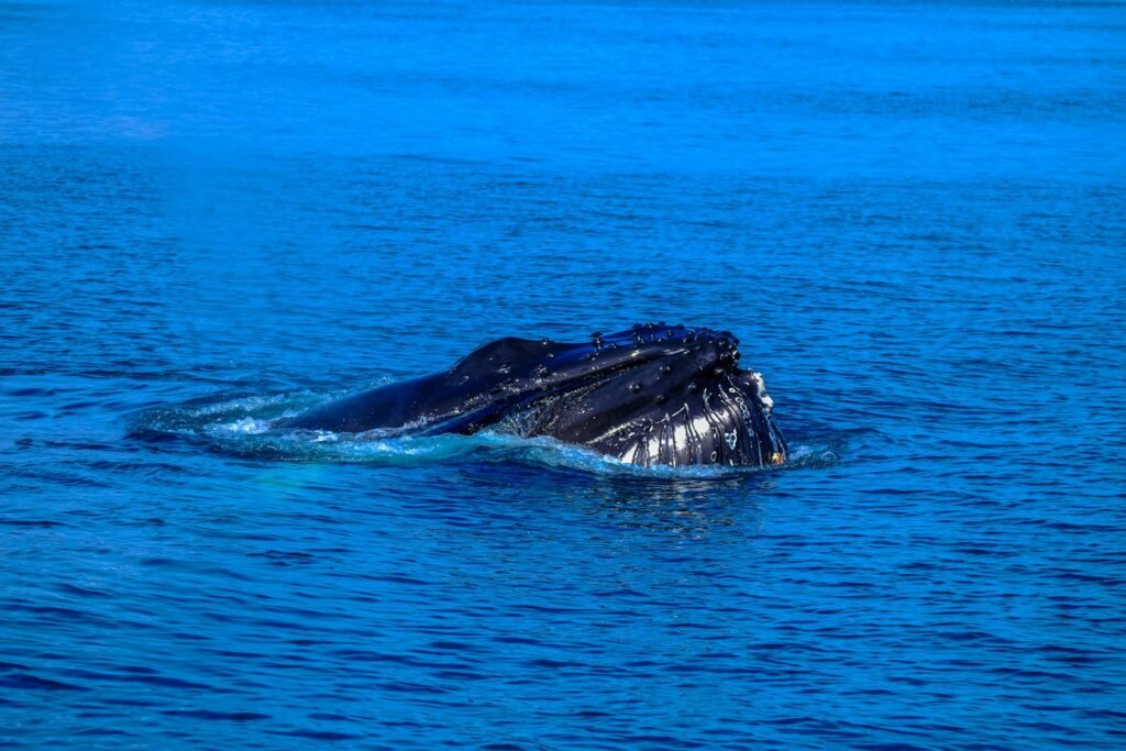 A majestic humpback whale coming up for air in the vibrant blue ocean, showcasing marine wildlife at its finest.