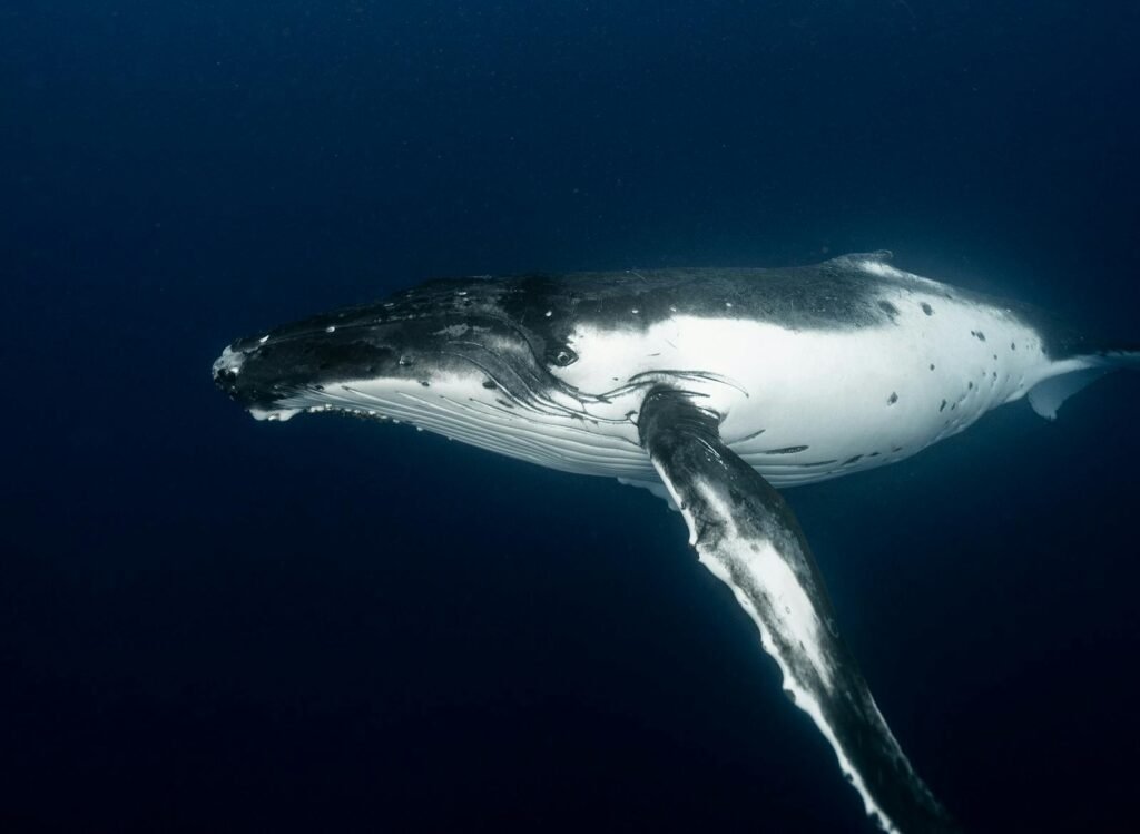 Close-up of a majestic humpback whale swimming gracefully underwater.