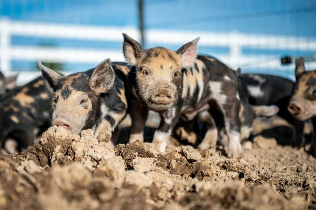 Close-up of piglets playing in the muddy fields of a Boise farm.
