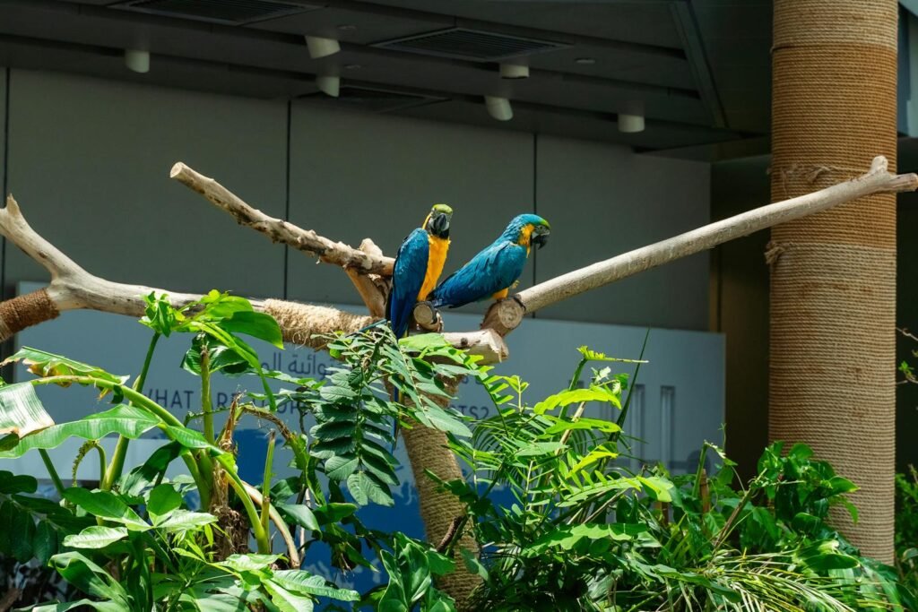 Colorful blue and gold macaws perched on indoor tree branches surrounded by lush foliage.
