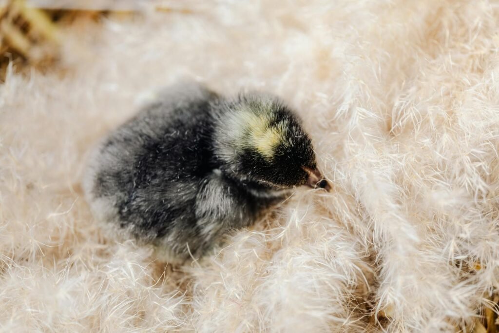 Adorable fluffy chick nestled comfortably in its cozy nest, showcasing nature's innocence.