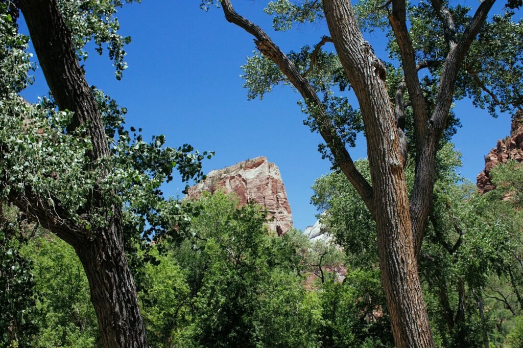 Breathtaking view of Zion National Park's rocky landscape surrounded by lush trees under clear blue skies.