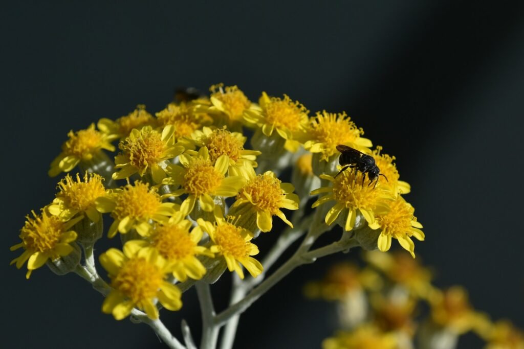 yellow flowers in tilt shift lens