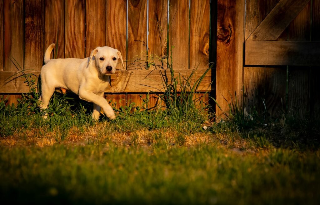 yellow labrador retriever puppy on green grass field