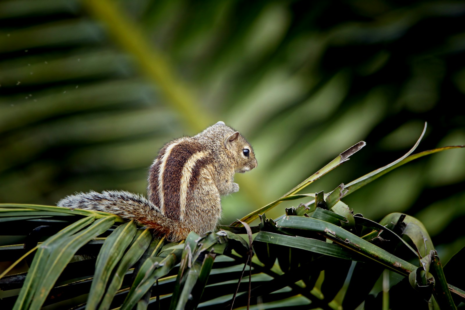 The Best Toys and Enrichment Activities for Mini Mammals