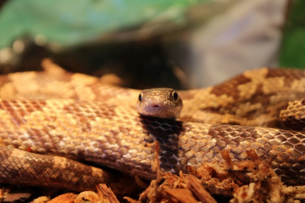 a small brown frog on a brown branch