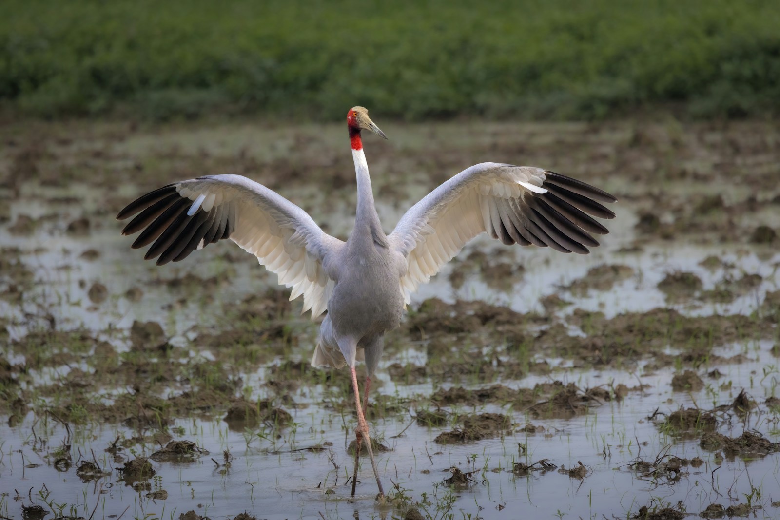 The Heaviest Bird That Can Still Fly – A True Aerial Giant