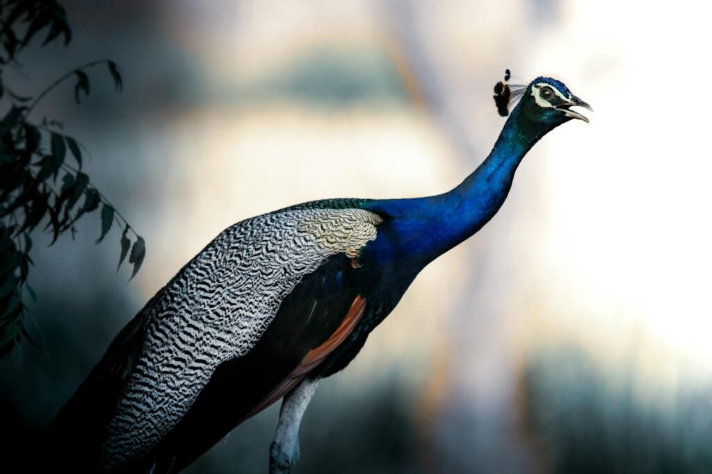 Close-up of a vibrant peacock showcasing its colorful plumage outdoors.
