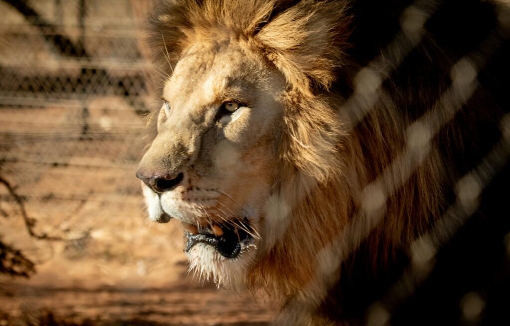 A powerful lion captured in a close-up shot through a fence, showcasing its majestic and fierce appearance.