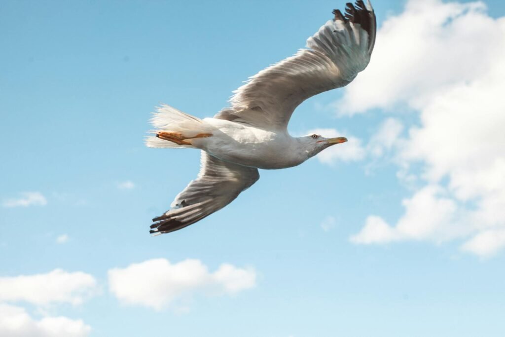 A seagull in flight against a clear blue sky with white clouds.