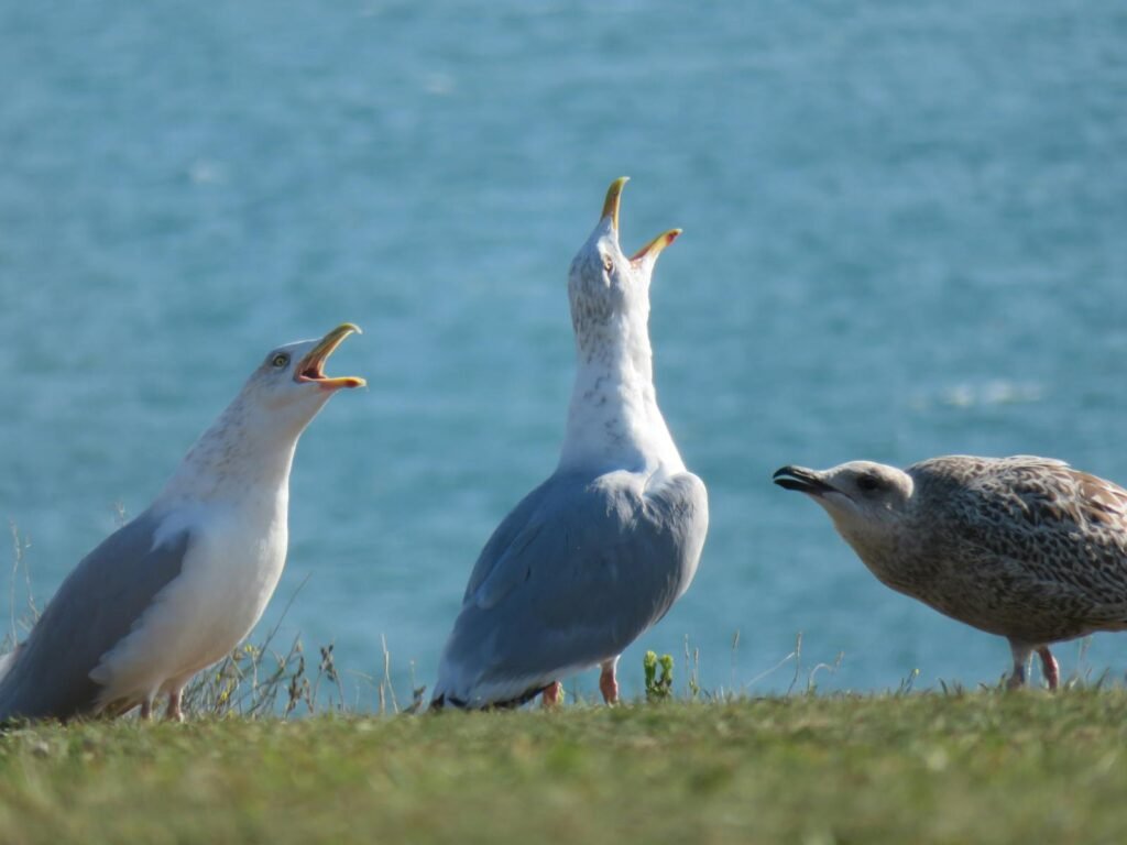 Three seagulls having a conversation on a coastal cliff with the ocean in the background.