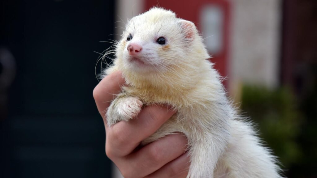A cute ferret being gently held by a hand outdoors, showcasing its fluffy fur.