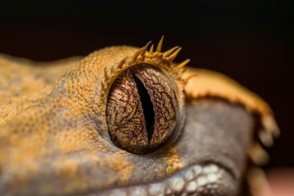 Close-up of a crested gecko's eye showcasing detailed textures and patterns.