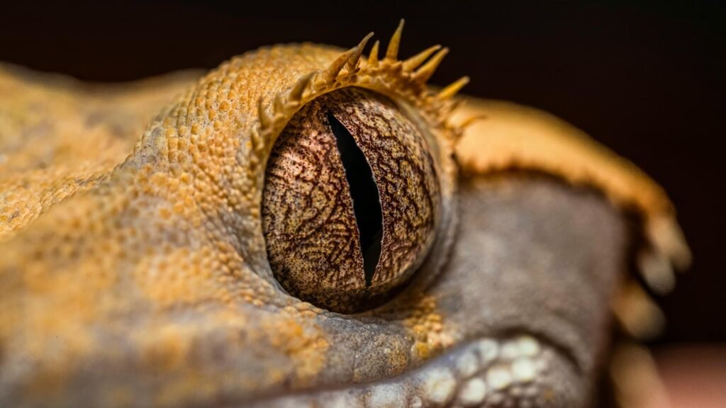 Close-up of a crested gecko's eye showcasing detailed textures and patterns.