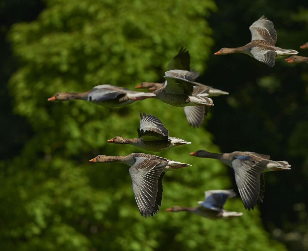 A group of geese flying in formation against a lush green tree backdrop, captured in daylight.