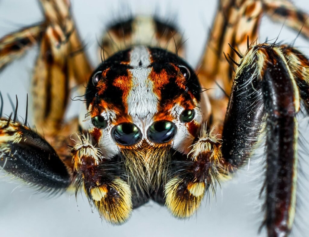 Stunning close-up of a colorful jumping spider showcasing intricate details and vibrant colors.