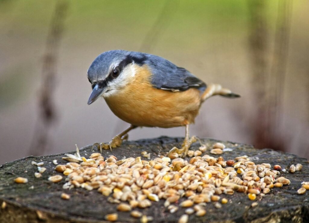 Close-up of a nuthatch perched on a tree stump eating seeds with blurred background.
