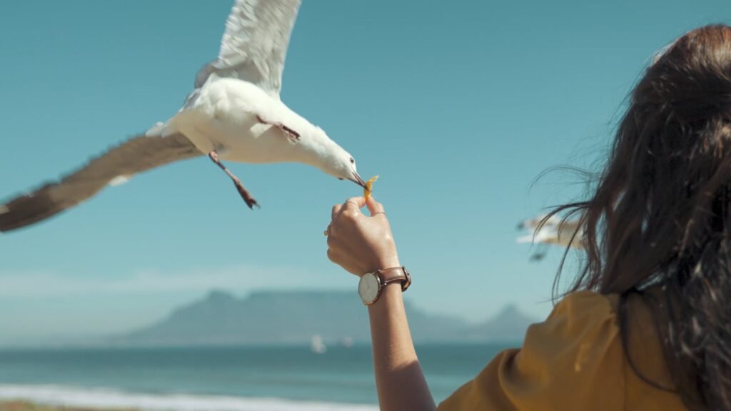 Seagull feeds on food from a woman's hand at a sunny beach setting. Captured in action.