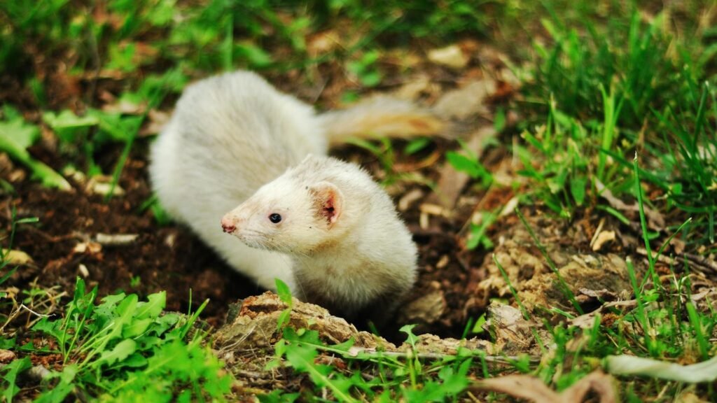 A lively ferret emerges from a burrow amidst green grass, showcasing its inquisitive nature.