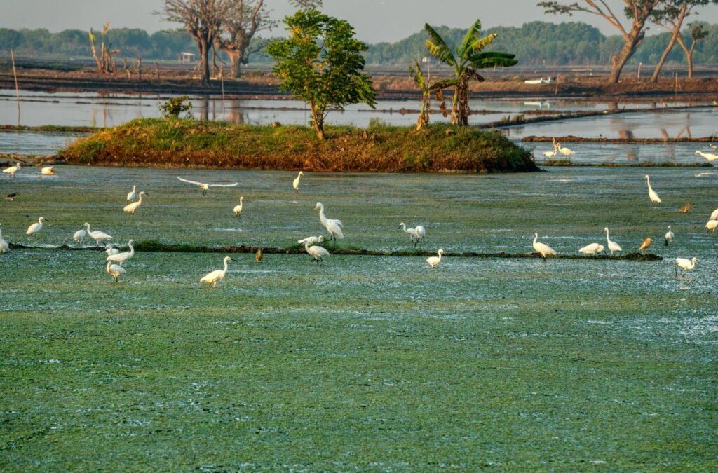 A serene scene of egrets in a lush wetland in West Java, Indonesia, showcasing vibrant tropical greenery and wildlife.