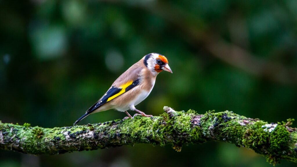yellow black and white bird on tree branch